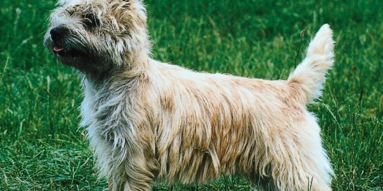Quel race de chien vivant le plus longtemps ?