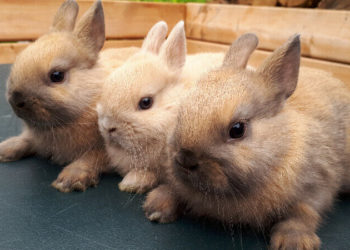 Où acheter un lapin nain prix ?