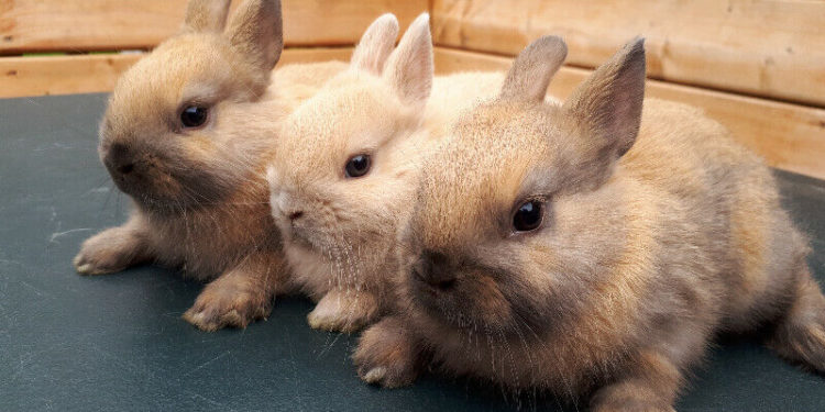 Où acheter un lapin nain prix ?