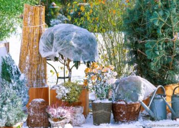 Est-ce que les lapins peuvent rester dehors en hiver ?
