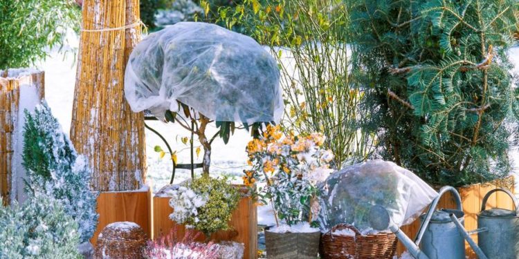 Est-ce que les lapins peuvent rester dehors en hiver ?