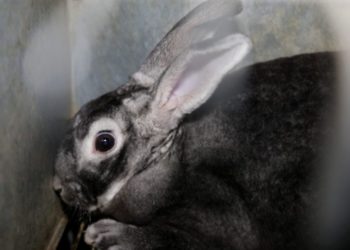 Quel lapin pour la fourrure ?