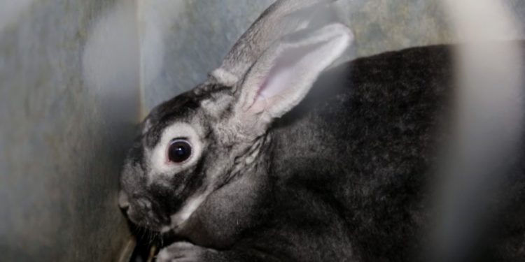 Quel lapin pour la fourrure ?