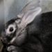 Quel lapin pour la fourrure ?