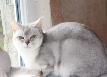 Quelle est la race d'un chat gris et blanc ?