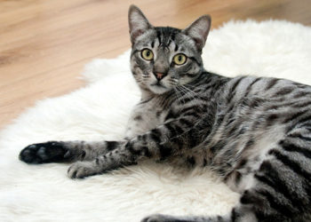 Qu'est-ce qu'un pelage tabby ?