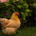 Est-ce que les poules aiment les câlins ?