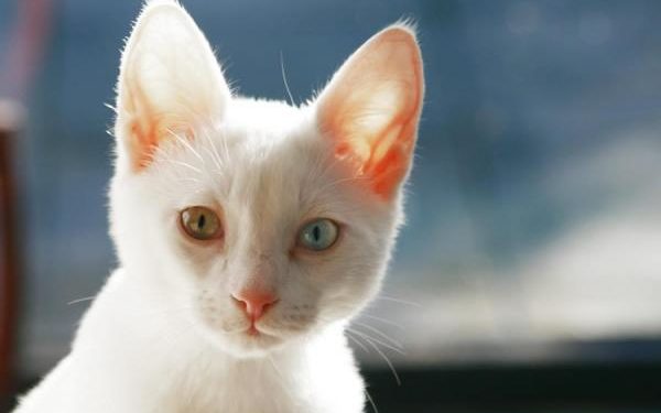 Comment savoir si un chat est albinos ?
