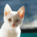 Comment savoir si un chat est albinos ?