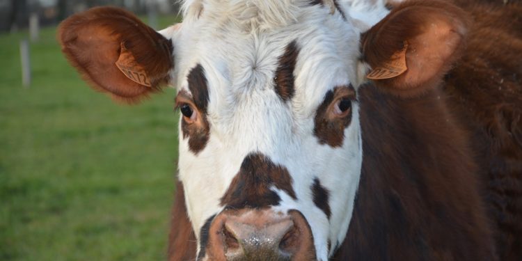 Quelle est la meilleur race de vache laitière ?