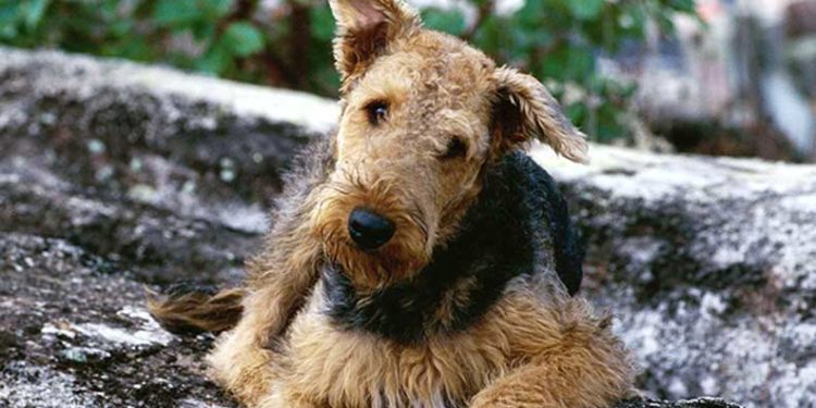 Quelle est la race du chien Milou ?