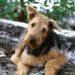 Quelle est la race du chien Milou ?