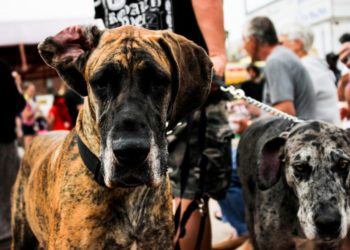 Quelle est la différence entre un dogue allemand et un Danois ?