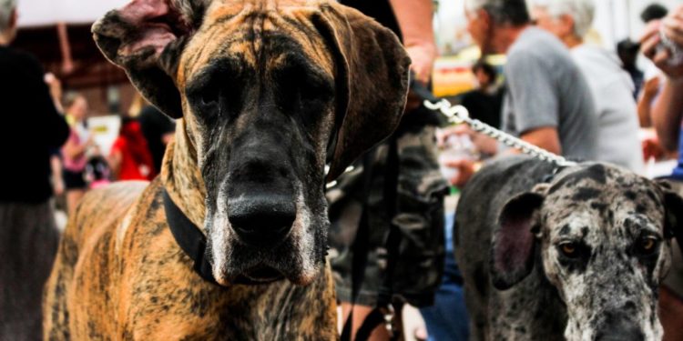 Quelle est la différence entre un dogue allemand et un Danois ?