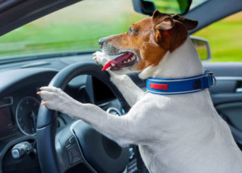 Quel chien pour travailler dans la sécurité ?