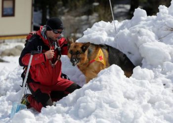 Quel chien est dressé pour le sauvetage en montagne ?
