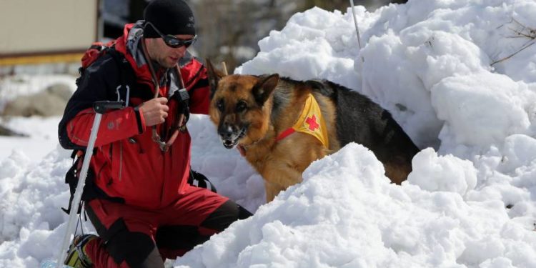 Quel chien est dressé pour le sauvetage en montagne ?