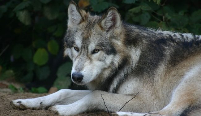Quelle est la race de chien la plus proche du loup ?