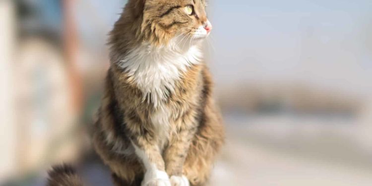 Comment savoir si on a un chat de race ?