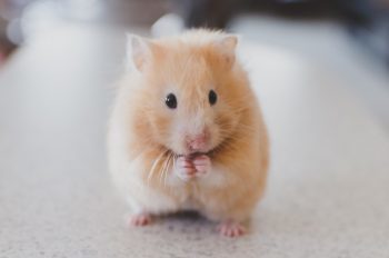 Quelles sont les races de hamster ?