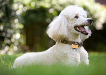 Quel est le plus petit caniche ?