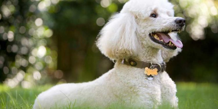 Quel est le plus petit caniche ?