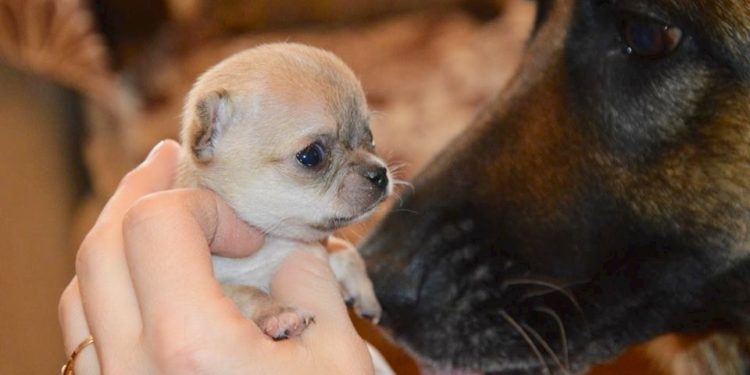 Quelle est le chien le plus petit du monde ?