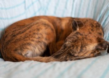 Pourquoi mon chiot respire fort quand il dort ?