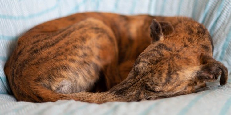 Pourquoi mon chiot respire fort quand il dort ?