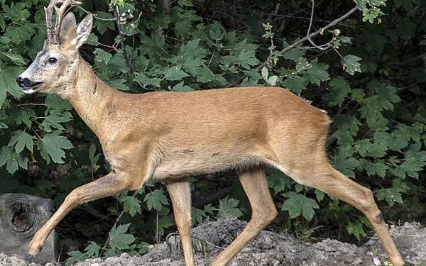 Quelle est la différence entre un chevreuil et un cerf ?