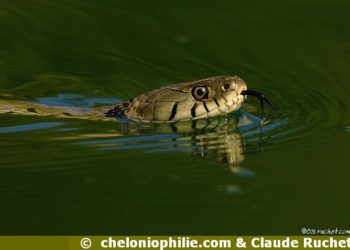 Comment s'appelle le serpent de mer ?