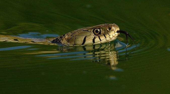 Comment s'appelle le serpent de mer ?