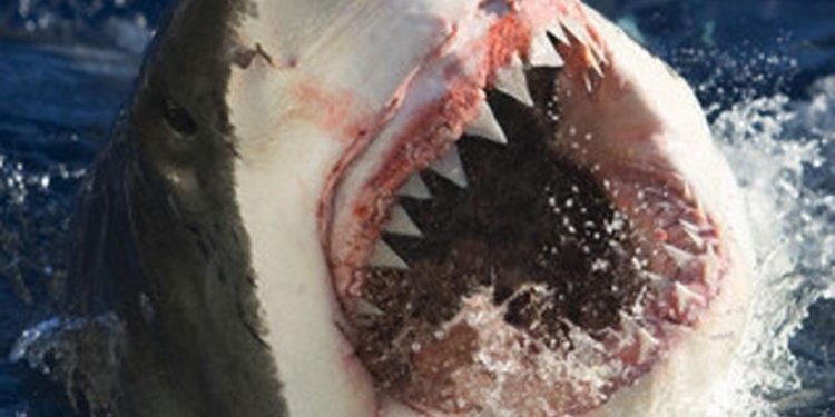 Pourquoi les requins n'ont pas de caries ?