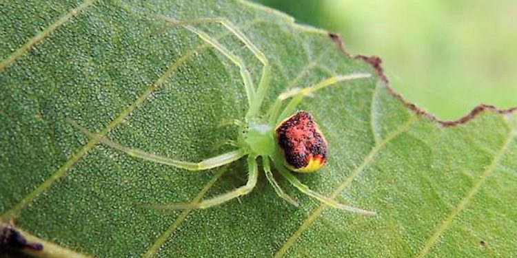 C'est quoi qui attire les araignées ?