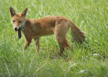 Quel animal repousse le renard ?