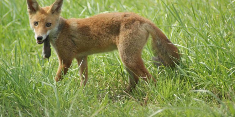 Quel animal repousse le renard ?