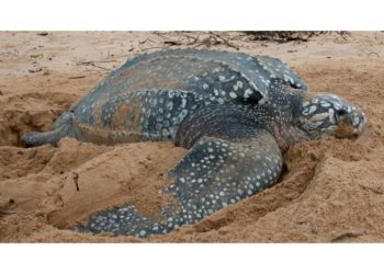 Quelle est la tortue la plus grande du monde ?