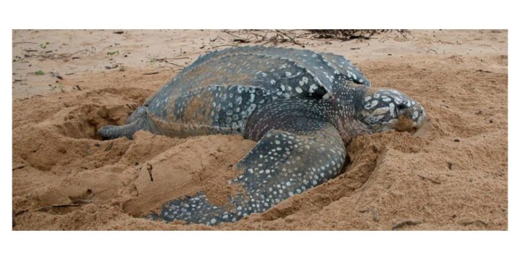 Quelle est la tortue la plus grande du monde ?