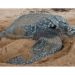 Quelle est la tortue la plus grande du monde ?