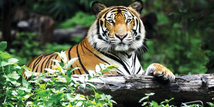 Où vivent les tigres en Inde ?