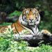 Où vivent les tigres en Inde ?
