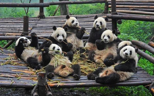 Pourquoi le quokka est en voie de disparition ?