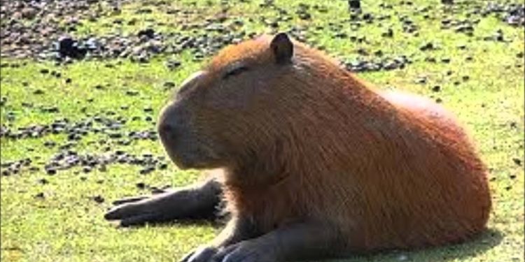 Quel est l'animal le plus gros au monde ?