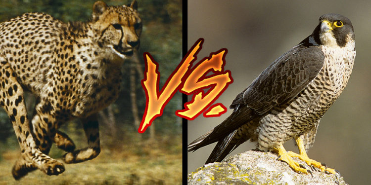 Quel est l'animal le plus rapide du monde ?