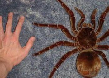 Quelle est l'araignée la plus dangereuse de la Terre ?