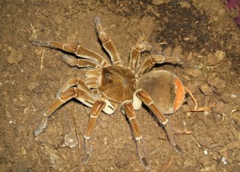 Où vivent les araignées venimeuses ?