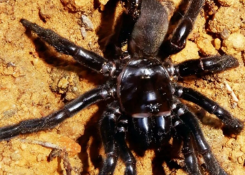 Quelle est l'araignée la plus mortelle ?