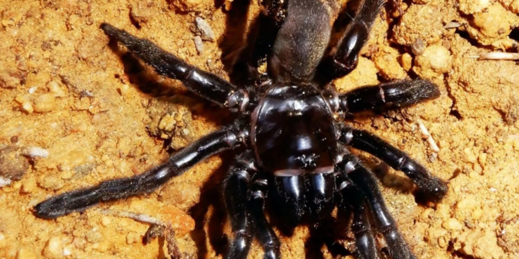 Quelle est l'araignée la plus mortelle ?