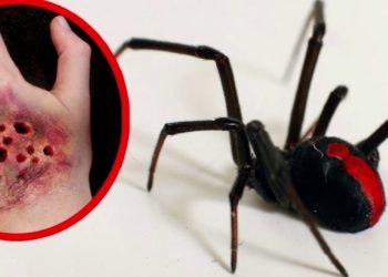 Quelle est l'araignée la plus dangereuse du monde ?