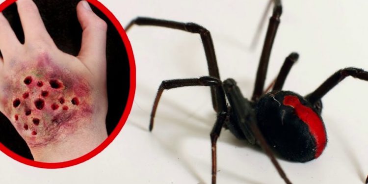 Quelle est l'araignée la plus dangereuse du monde ?